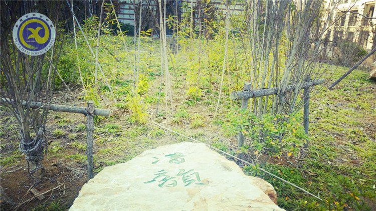 雪園“石頭記”，最美是氣質(zhì)(圖6)