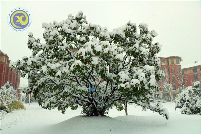 梅雪盼冬來，微笑迎春歸(圖4)