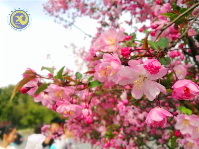 春風(fēng)依舊，又是一年桃花香(圖2)