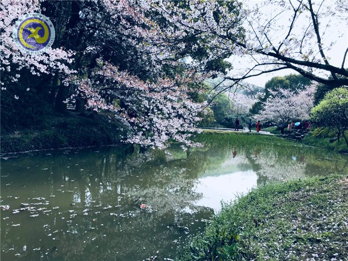  其時(shí)櫻花爛漫，詩(shī)書(shū)彌香(圖1)