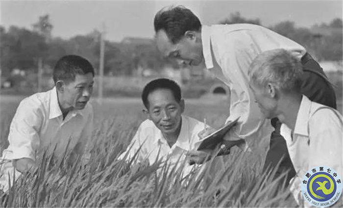 △1980年10月，袁隆平團(tuán)隊(duì)攻克制種關(guān).jpg
